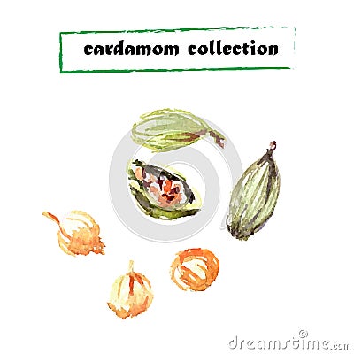 Vector set of watercolor cardamom elements Vector Illustration