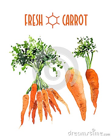 Vector set of watercolor carrot Vector Illustration