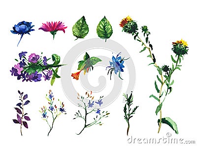 Vector Set of watercolor drawing wild flowers, herbs, hand drawn illustration Vector Illustration