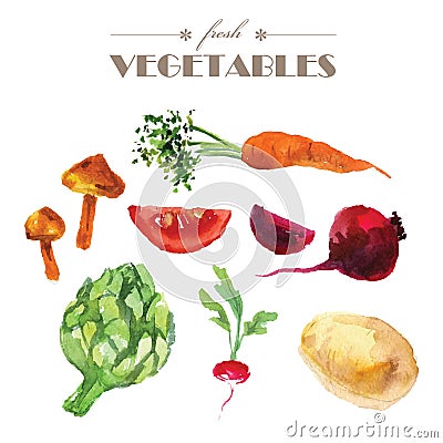 Vector set of watercolor fresh vegetables on white background. Vector Illustration