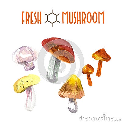 Vector set of watercolor mushroom Vector Illustration