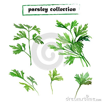 Vector set of watercolor parsley Vector Illustration