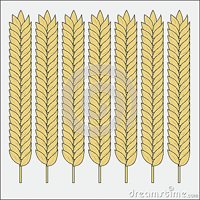 Vector set of wheat ears. Sketch of cereal for bakery and other design Vector Illustration