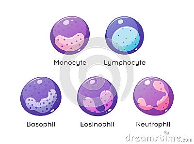 Vector set of white blood cells. Monocyte, Lymphocyte, Eosinophil, Neutrophil, Basophil Vector Illustration