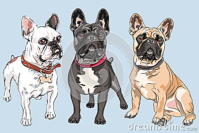 Vector set French Bulldog dogs Vector Illustration