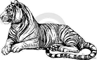 Vector set wild cats illustration, tiger Vector Illustration