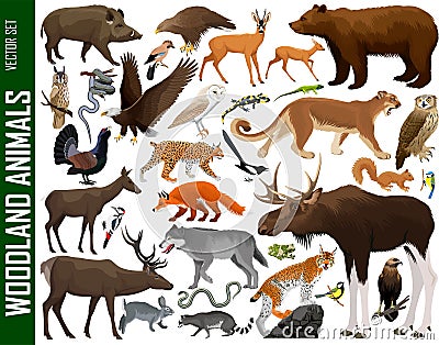 Vector set of woodland animals Vector Illustration