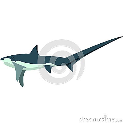 Vector shark with long sharp tail illustration Vector Illustration