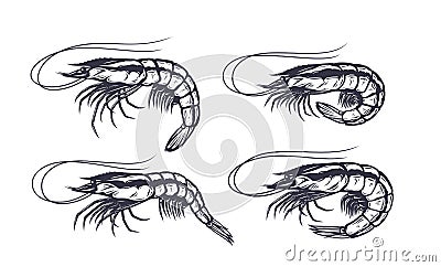 Vector shrimp illustrations collection Vector Illustration