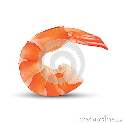 Vector Shrimp Seafood. Prawn illustration isolated on white background Vector Illustration