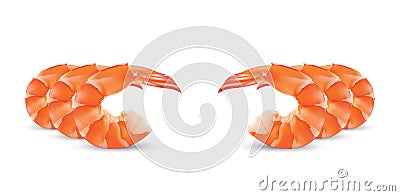 Vector Shrimp Seafood. Prawn illustration on white background Vector Illustration