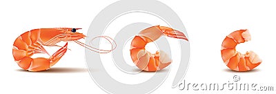 Vector Shrimp, Seafood set. Prawn With head and legs. Illustration isolated on white background Vector Illustration