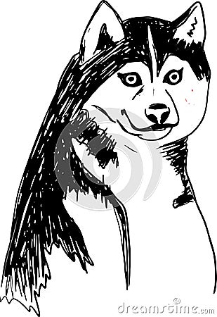 Vector siberian husky isolated on white background. Vintage hand drawn ink sketch with portrait dog Vector Illustration