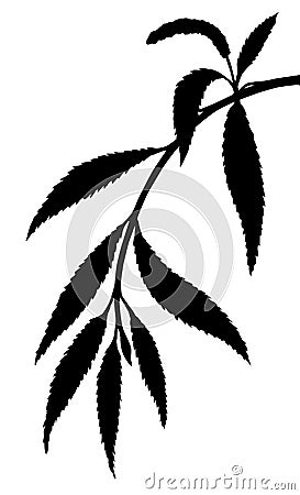 Vector silhouette osier branch Vector Illustration