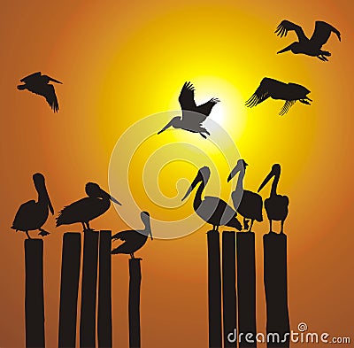 Vector silhouettes pelicans and sunset Vector Illustration