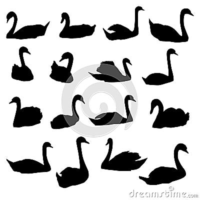 Vector silhouettes of swimming swans Vector Illustration