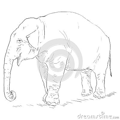 Vector Single Sketch Elephant Vector Illustration