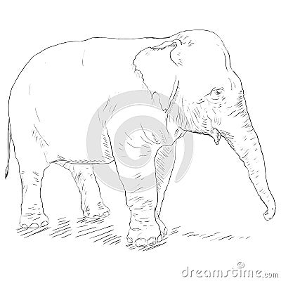 Vector Single Sketch Elephant Vector Illustration