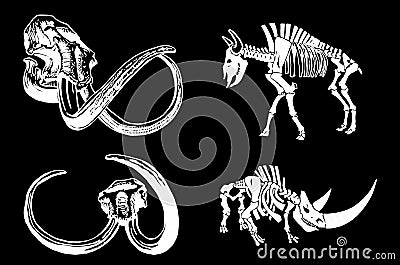 Vector skeleton of rhino and bull and skulls of mammoth isolated on black Vector Illustration