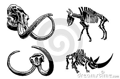 Vector skeleton of rhino and bull and skulls of mammoth isolated on white Vector Illustration