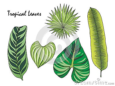 Sketch color set of the leaves of tropical Stock Photo