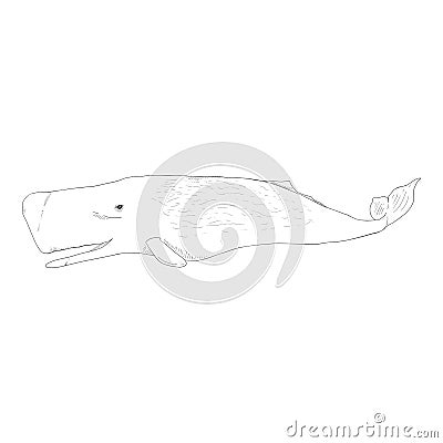 Vector Sketch Cachalot Whale | CartoonDealer.com #211145043