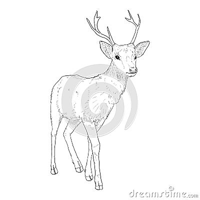 Vector Sketch Deer Illustration on White Bakcground Vector Illustration