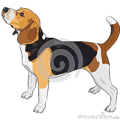 vector Sketch dog Beagle breed Vector Illustration