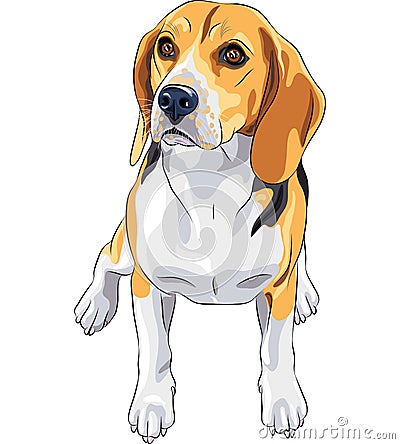 vector Sketch dog Beagle breed sitting Vector Illustration