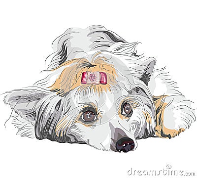 vector Sketch dog Chinese Crested breed Vector Illustration