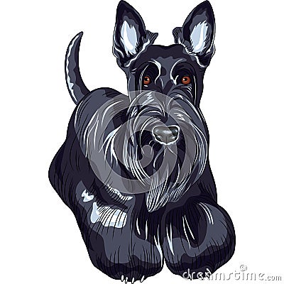 Vector sketch dog Scottish Terrier breed standing Vector Illustration