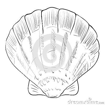 Vector sketch of fan shell Vector Illustration