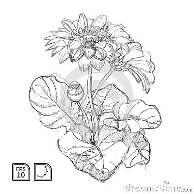 Vector sketch of gerbera flower Vector Illustration