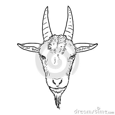 Vector Sketch Goat Head Vector Illustration