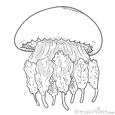 Vector Hand Drawn Sketch Jellyfish Vector Illustration