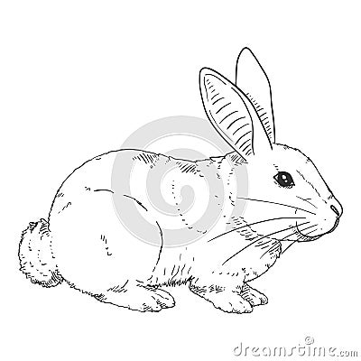 Vector Sketch Rabbit Illustration Vector Illustration