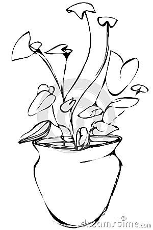 Vector sketch room Syngonium flower in a pot Vector Illustration