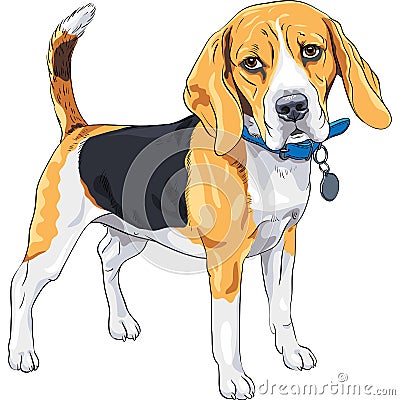 Vector sketch serious dog Beagle breed Vector Illustration