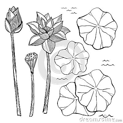 Vector sketch set of flowers and leaves of the lotus Vector Illustration