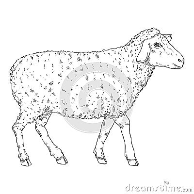 Vector Sketch Sheep Illustration Vector Illustration