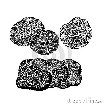 Vector sketch truffles mushrooms Stock Photo