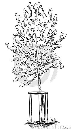 Vector - small young tree Vector Illustration