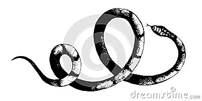 Vector snakes pencil drawing, vintage style graphic black and white, viper, python Vector Illustration