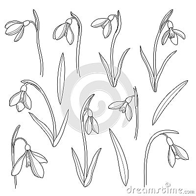 Vector snowdrops set. Hand drawn snowdrops flowers in line style on white background Vector Illustration