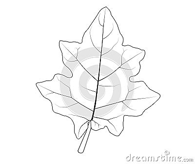 Vector. Solanum virginianum (Thai Eggplant) leaf, outline, plants and herbs, tropical Asia Vector Illustration