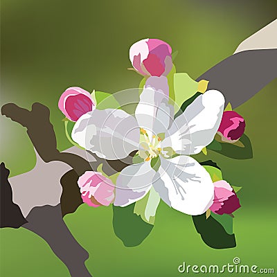 Vector Spring Apple or Cherry flowers blossom tree branch Vector Illustration