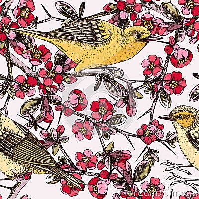 Vector spring background in engraved style. Yellow warbler sitting on blooming Japanese quince branch sketches in color. Songbird Vector Illustration