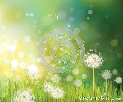 Vector of spring background with white dandelions. Vector Illustration