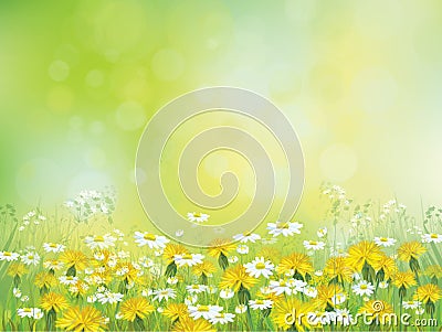 Vector spring blossoming meadow, yellow dandelions and daisies Vector Illustration