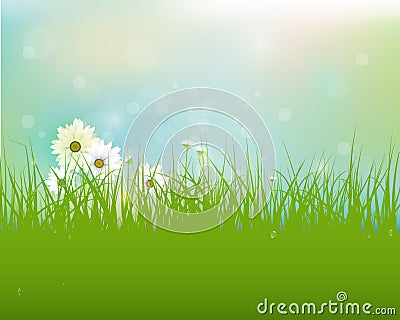 Vector Spring nature field with green grass, white Gerbera- Daisy flowers and water drops dew on green leaves Vector Illustration